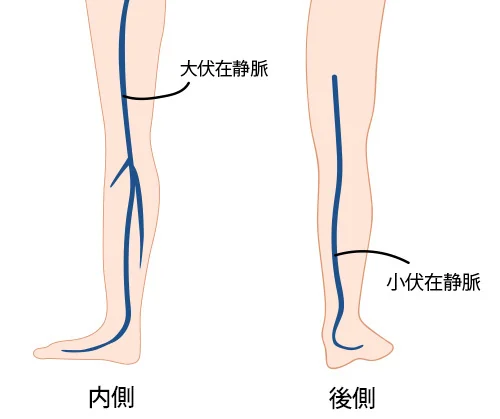 大伏在静脈と小伏在静脈